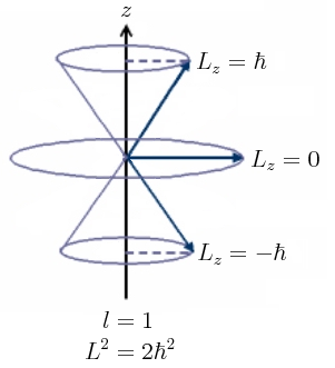 Proyecciones para la precesión de un momento angular orbital l=1
